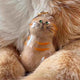 Cute Pet Hair Storage Box Keychain