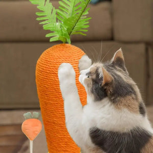 Cat Carrot Scratching