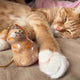 Cute Pet Hair Storage Box Keychain